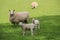 Family Portrait - Sheep In The Dales