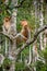 Family of Proboscis Monkeys sitting on a tree