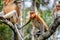 Family of Proboscis Monkeys sitting on a tree