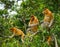 Family of proboscis monkeys sitting in a tree in the jungle. Indonesia. The island of Borneo Kalimantan.