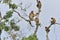 Family of Proboscis Monkeys sitting on a tree in the wild green rainforest on Borneo Island. The proboscis monkey Nasalis larvatu