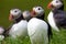 Family of Puffins