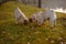 A family of pugs sniffing in the green grass