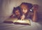 Family reading bedtime. Mom and child reading book with a flashlight under blanket