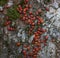 Family red bugs on the bark of a tree