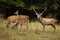 Family of red deer grazing on pasture in autumn nature