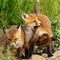 Family of red foxes playing near the burrow