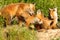 Family of red foxes playing near the den