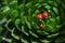 Family of red ladybugs on a green spiky plant