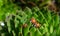 Family of red ladybugs on a green spiky plant