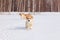 Family of red many breed welsh corgi pembroke puppy family walk outdoor, run, having fun in white snow park, winter forest.