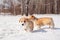 Family of red many breed welsh corgi pembroke puppy family walk outdoor, run, having fun in white snow park, winter forest.