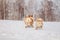 Family of red many breed welsh corgi pembroke puppy family walk outdoor, run, having fun in white snow park, winter forest.