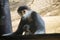 Family of Red-shanked douc langur