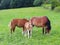 A family of red workhorses grazes on lush green grass. Stallions and adult traction horses. Animal husbandry and farming. Educatio