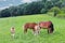 A family of red workhorses grazes on lush green grass. Stallions and adult traction horses. Animal husbandry and farming. Educatio