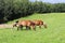 A family of red workhorses grazes on lush green grass. Stallions and adult traction horses. Animal husbandry and farming. Educatio