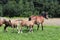 A family of red workhorses grazes on lush green grass. Stallions and adult traction horses. Animal husbandry and farming. Educatio