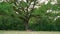 Family relaxing at picnic under oak tree