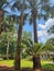 A family of resting palm trees