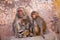 Family of Rhesus macaques sitting in Jaipur, Rajasthan, India