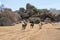 The family rides horses on the rocks of Tapalpa Jalisco.