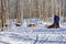 Family riding husky dogs sled in Lapland in Finland