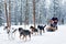 Family riding husky dogs sledge in Finland