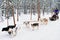 Family riding husky dogs sledge in Lapland