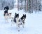 Family riding husky sledding in Lapland at winter Finnish forest
