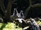 family, Ring-tailed Lemur, Lemur catta, sits on a trunk and observes the surroundings