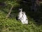 family, Ring-tailed Lemur, Lemur catta, sits on a trunk and observes the surroundings