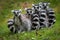 Family of Ring Tailed Lemurs posing for pictures