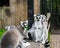 Family of ring tailed lemurs sitting together, a group of endangered monkeys from madagascar