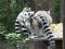 Family of Ringtailed Lemurs