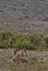 Family of roadside kangaroos at Cape Le Grand National Park