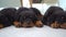 Family of rottweiler puppies at home