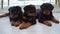 Family of rottweiler puppies at home