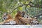 Family of Royal Bengal Tigers sitting under a trees