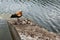 A family of ruddy shelducks with ducklings resting on a plate on the pond