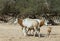 Family of Sahara scimitar antelope Oryx