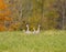 Family of Sandhill Cranes