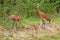 Family of Sandhill Cranes Grus canadensis with the mother holding a mouse it just caught