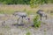 Family Of Sandhill Cranes Scavenging For Food