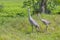 Family Of Sandhill Cranes Walking in A Grassy Field