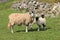 Family Scene - Swaledale Ewe With Lambs