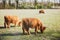Family of Scottish Highland cattle in green fields