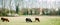 Family of Scottish Highland cattle in green fields