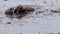 Family of sea otters share a crab