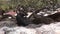 Family seal lion relax on beach of Galapagos Islands.